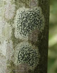 Attēlu rezultāti vaicājumam “Opegrapha atra”