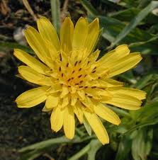 Image result for Tragopogon pratensis