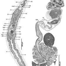Attēlu rezultāti vaicājumam “Reticularia sp.”