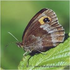 Attēlu rezultāti vaicājumam “Erebia aethiops”