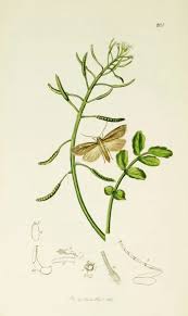 Attēlu rezultāti vaicājumam “Mythimna flammea”