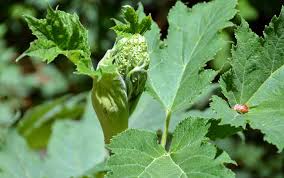 Attēlu rezultāti vaicājumam “Heracleum”