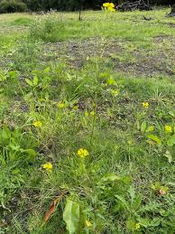 Attēlu rezultāti vaicājumam “Erysimum cheiranthoides leaf”
