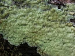 Attēlu rezultāti vaicājumam “Junghuhnia pseudozilingiana”