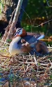 Attēlu rezultāti vaicājumam “Podiceps cristatus nest”