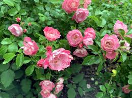 Renewal pruning roses