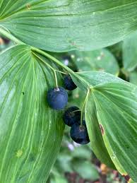 Attēlu rezultāti vaicājumam “Polygonatum odoratum fruit”