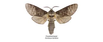 Attēlu rezultāti vaicājumam “Lamellocossus terebra”