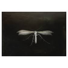 Attēlu rezultāti vaicājumam “Pterophorus pentadactyla”