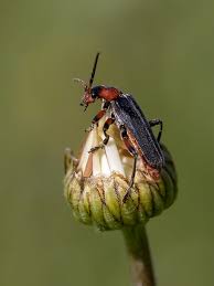 Attēlu rezultāti vaicājumam “Cantharis rustica”