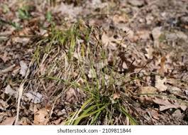 Attēlu rezultāti vaicājumam “Carex digitata”