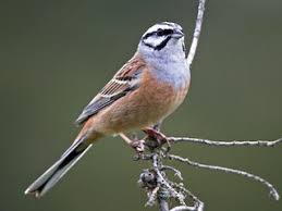 Image result for Emberiza cia