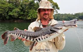 Attēlu rezultāti vaicājumam “Diderma tigrinum”