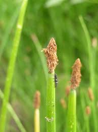 Attēlu rezultāti vaicājumam “Eleocharis palustris”