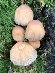 Attēlu rezultāti vaicājumam “Coprinus sp.”