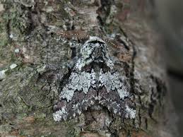 Attēlu rezultāti vaicājumam “Biston strataria”