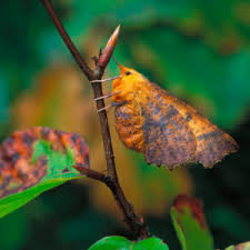 Attēlu rezultāti vaicājumam “Ennomos autumnaria”