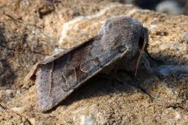 Attēlu rezultāti vaicājumam “Orthosia opima”