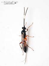 Attēlu rezultāti vaicājumam “Ichneumonidae imago”