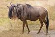 Wildebeest - Wikipedia, the free encyclopedia