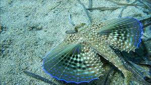 Image result for Dactylopterus volitans