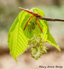 Attēlu rezultāti vaicājumam “Fagus sylvatica male flower”