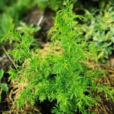 Image result for Artemisia annua