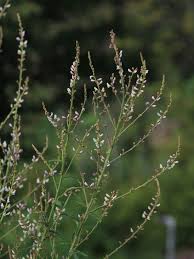 Attēlu rezultāti vaicājumam “Diderma cingulatum sessile”