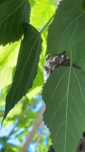 Attēlu rezultāti vaicājumam “Morus alba leaf”