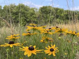 Image result for Rudbeckia