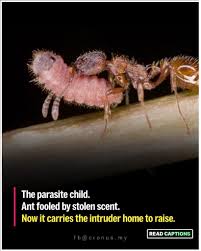 Attēlu rezultāti vaicājumam “Maculinea alcon eggs”