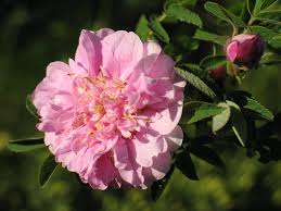 Attēlu rezultāti vaicājumam “Rosa majalis”