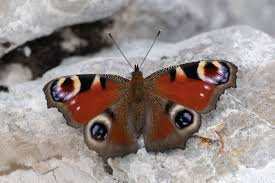 Attēlu rezultāti vaicājumam “Inachis io upperside”