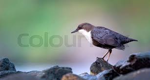 Attēlu rezultāti vaicājumam “Cinclus cinclus”