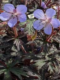 Attēlu rezultāti vaicājumam “Geranium pratense”