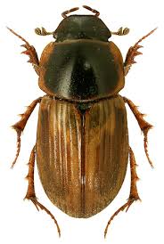 Attēlu rezultāti vaicājumam “Aphodius sp.”