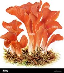 Attēlu rezultāti vaicājumam “Tremiscus helvelloides”