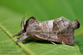 Attēlu rezultāti vaicājumam “Clostera pigra”