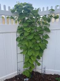 Attēlu rezultāti vaicājumam “Aristolochia durior”