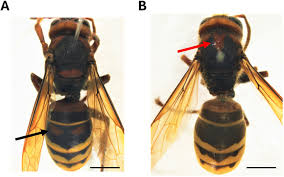 Attēlu rezultāti vaicājumam “Vespa crabro”
