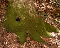 Attēlu rezultāti vaicājumam “Anomodon attenuatus”