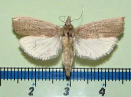 Attēlu rezultāti vaicājumam “Calamotropha paludella”