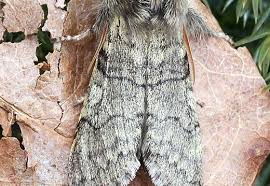 Attēlu rezultāti vaicājumam “Achlya flavicornis”