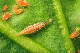 Attēlu rezultāti vaicājumam “Chrysopa”