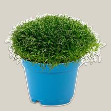 Attēlu rezultāti vaicājumam “Sagina procumbens”