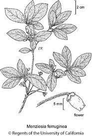 Attēlu rezultāti vaicājumam “Menziesia ferruginea”