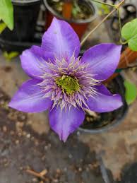 Image result for clematis multi blue