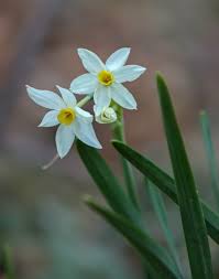 Attēlu rezultāti vaicājumam “Narcissus bud”