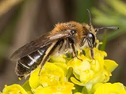 Attēlu rezultāti vaicājumam “Andrena”