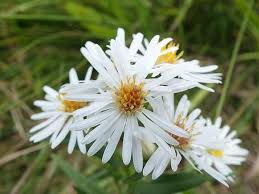 Image result for Aster lanceolatus